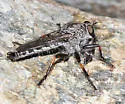 Machimus occidentalis - photo 3