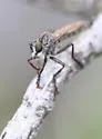 Machimus occidentalis - photo 4