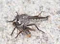 Machimus occidentalis - photo 5