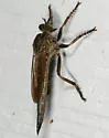 Machimus paropus - photo 2