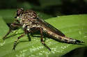 Machimus paropus - photo 3