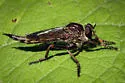 Machimus paropus - photo 4