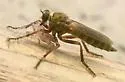 Machimus polyphemi - photo 2