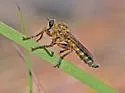 Machimus polyphemi - photo 3