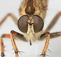 Machimus snowii - Machimus snowii