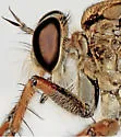 Machimus snowii - photo 2