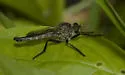 Machimus virginicus