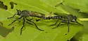 Machimus virginicus - photo 2