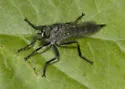 Machimus virginicus - photo 3