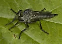 Machimus virginicus - photo 4