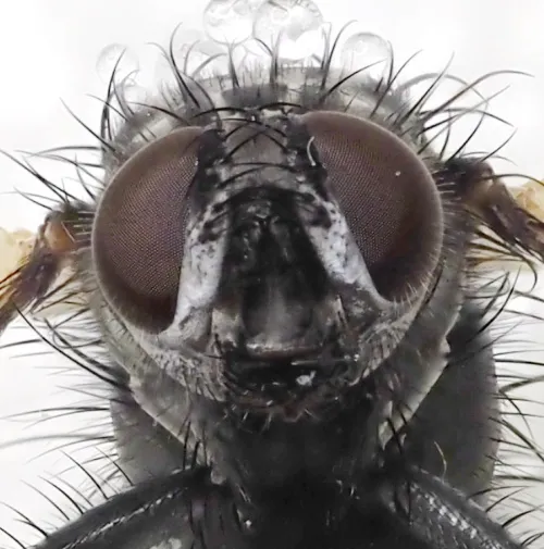 Macquartia tenebricosa - photo 2