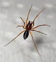 Macrargus multesimus