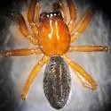 Macrargus multesimus - photo 3