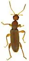 Macratria arizonae