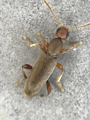 Macratria brunnea - photo 2