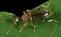 Macratria linearis - Macratria linearis
