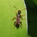 Macratria linearis - photo 2