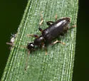 Macratria linearis - photo 4