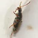 Macratria murina