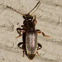 Macratria murina - photo 2
