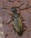Macratria murina - photo 4