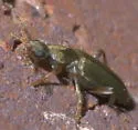 Macratria murina - photo 5