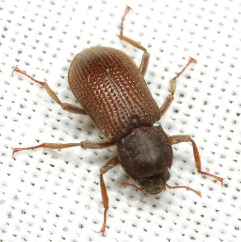Macrelmis texana - photo 2