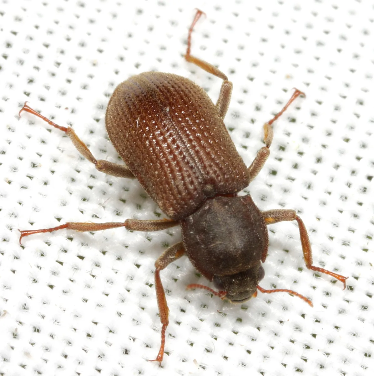 Macrelmis texana - photo 3