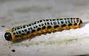 Macremphytus lovetti - photo 5