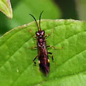 Macremphytus semicornis