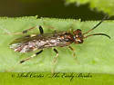 Macremphytus semicornis - photo 3