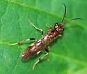Macremphytus semicornis - photo 4