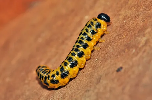 Macremphytus testaceus