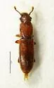 Macreurops longicollis - photo 3