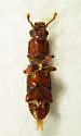 Macreurops longicollis - photo 4