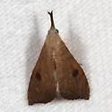 Macristis geminipunctalis - Hodges#8402.1