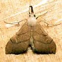 Macristis schausi - Hodges#8403