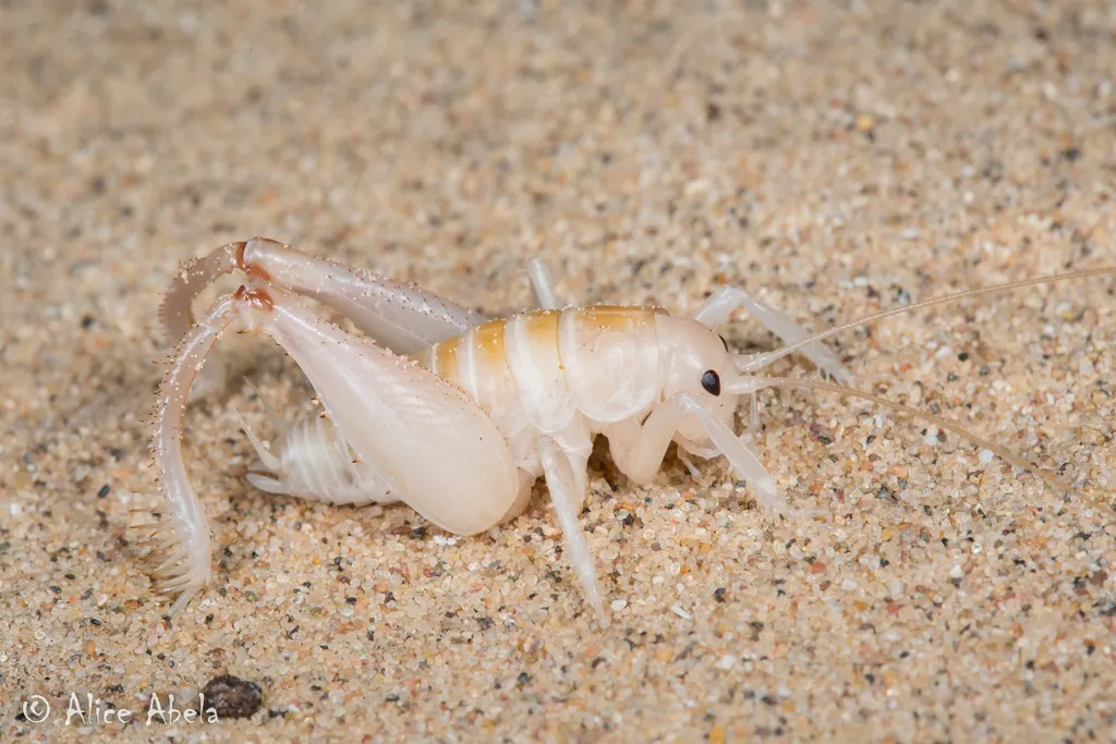 Algodones Sand Treader Cricket - photo 2