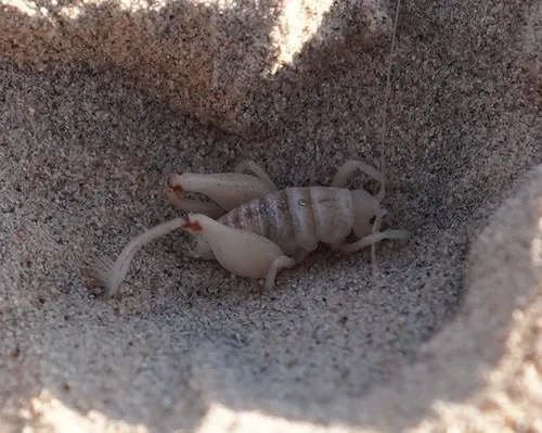 Kelso Dunes Giant Sand-treader Cricket