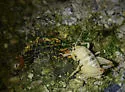 Coachella Giant Sand-treader Cricket - Macrobaenetes valgum