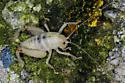 Coachella Giant Sand-treader Cricket - photo 3