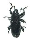 Macrobaris aquilonia - Macrobaris aquilonia