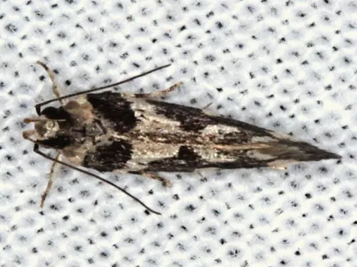 Macrobathra bigerella - photo 8