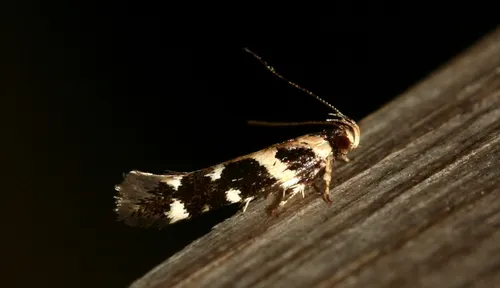 Macrobathra bigerella - photo 2