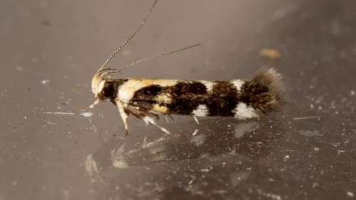 Macrobathra bigerella - photo 3