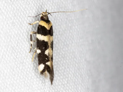 Macrobathra bigerella - photo 4