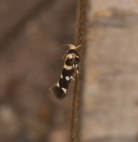 Macrobathra bigerella - photo 5