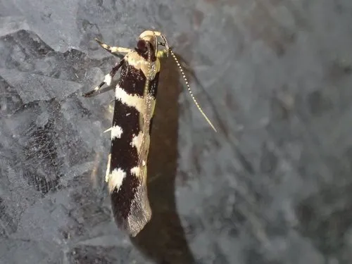 Macrobathra bigerella - photo 6