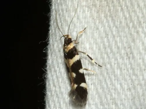 Macrobathra bigerella - photo 7