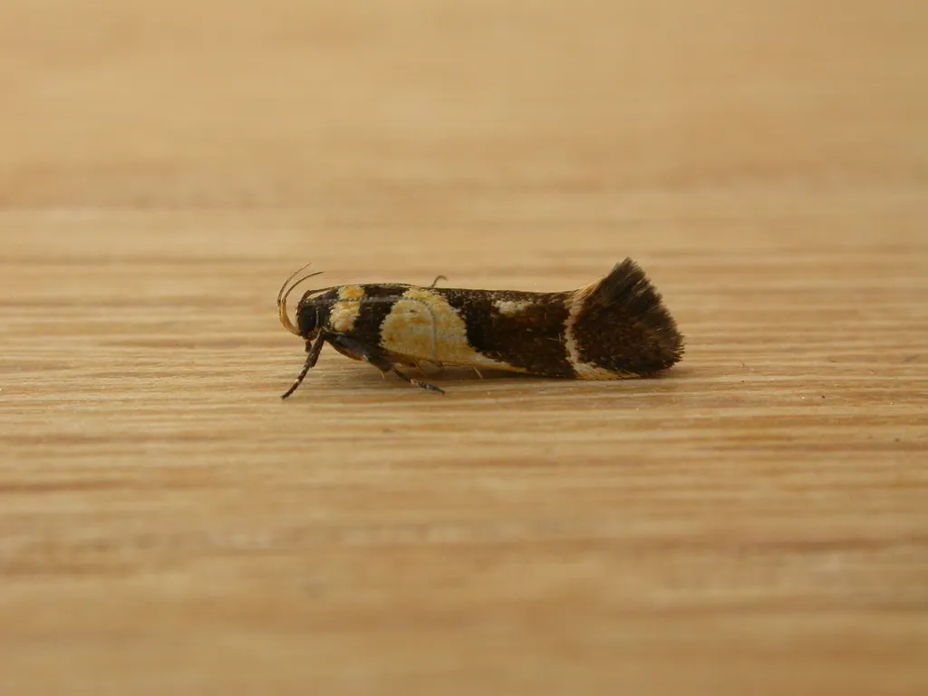 Macrobathra chrysotoxa - photo 2